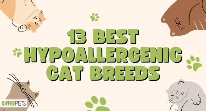13 Best Hypoallergenic Cat Breeds