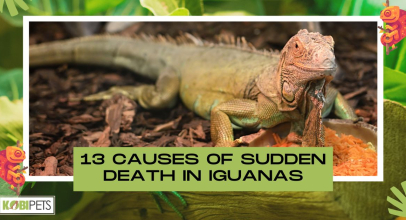 13 Causes of Sudden Death in Iguanas