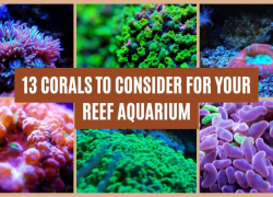 13 Corals to Consider for Your Reef Aquarium