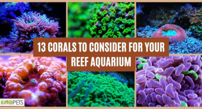 13 Corals to Consider for Your Reef Aquarium
