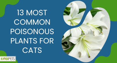 13 Most Common Poisonous Plants for Cats