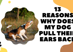 13 Reasons Why Does My Dog Pull Their Ears Back