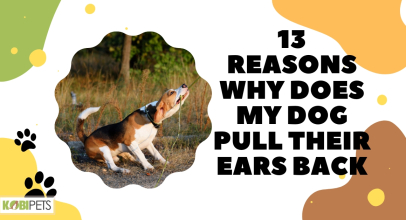 13 Reasons Why Does My Dog Pull Their Ears Back