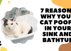 7 Reasons Why Your Cat Poops in Your Sink and Bathtub