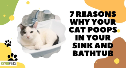 7 Reasons Why Your Cat Poops in Your Sink and Bathtub