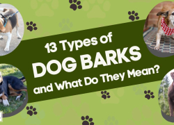13 Types of Dog Barks and What Do They Mean?