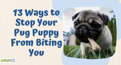 13 Ways to Stop Your Pug Puppy From Biting You