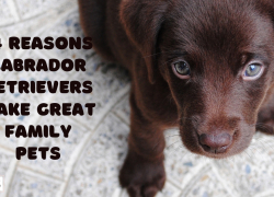 14 Reasons Labrador Retrievers Make Great Family Pets