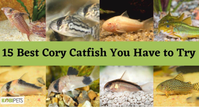15 Best Cory Catfish You Have to Try