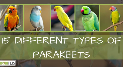 15 Different Types of Parakeets