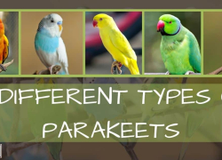 15 Different Types of Parakeets