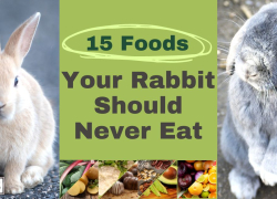 15 Foods Your Rabbit Should Never Eat