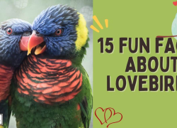 15 Fun Facts About Lovebirds