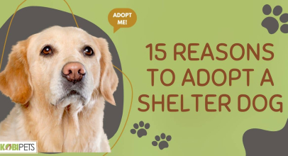 15 Reasons to Adopt a Shelter Dog