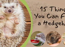 15 Things You Can Feed a Hedgehog