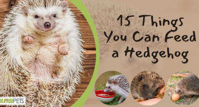 15 Things You Can Feed a Hedgehog