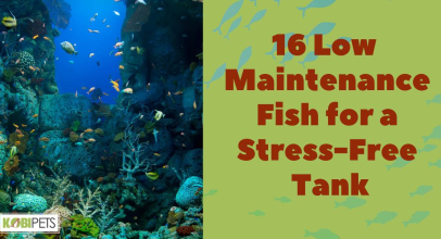 16 Low Maintenance Fish for a Stress-Free Tank