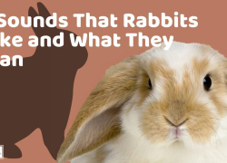 16 Sounds That Rabbits Make and What They Mean