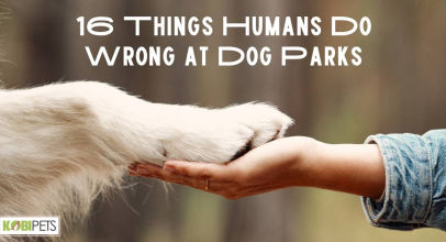 16 Things Humans Do Wrong at Dog Parks