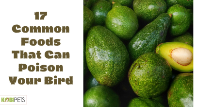 17 Common Foods That Can Poison Your Bird