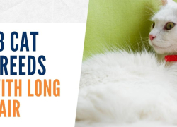 18 Cat Breeds With Long Hair