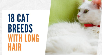 18 Cat Breeds With Long Hair