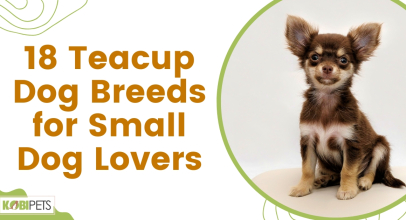 18 Teacup Dog Breeds for Small Dog Lovers