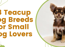 18 Teacup Dog Breeds for Small Dog Lovers