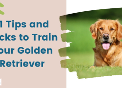 11 Tips and Tricks to Train Your Golden Retriever