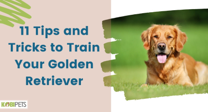 11 Tips and Tricks to Train Your Golden Retriever