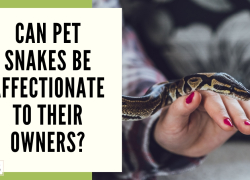 Can Pet Snakes Be Affectionate to Their Owners?