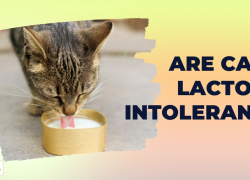 Are Cats Lactose Intolerant?