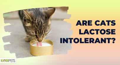 Are Cats Lactose Intolerant?