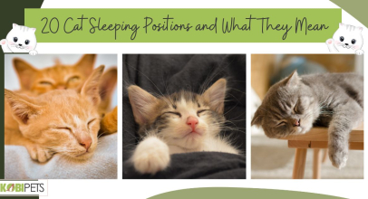 20 Cat Sleeping Positions and What They Mean