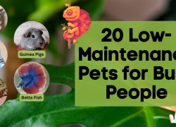 20 Low-Maintenance Pets for Busy People