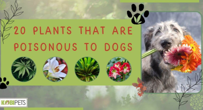 20 Plants That Are Poisonous to Dogs