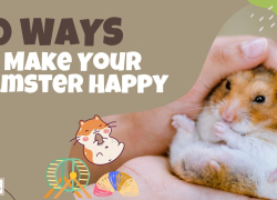 20 Ways to Make Your Hamster Happy