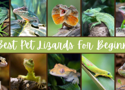 22 Best Pet Lizards For Beginners