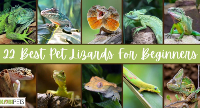 22 Best Pet Lizards For Beginners