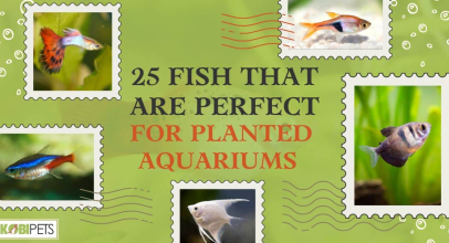 25 Fish That Are Perfect for Planted Aquariums