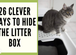 26 Clever Ways to Hide the Litter Box