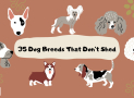 35 Dog Breeds That Don’t Shed
