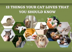 12 Things Your Cat Loves That You Should Know