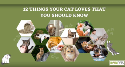 12 Things Your Cat Loves That You Should Know