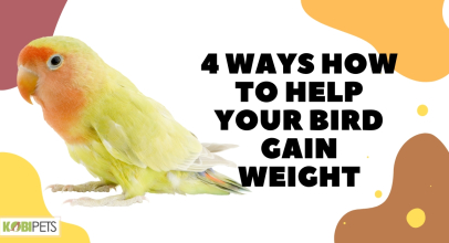 4 Ways How to Help Your Bird Gain Weight