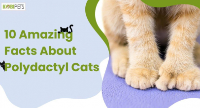 10 Amazing Facts About Polydactyl Cats