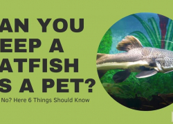 Can You Keep a Catfish as a Pet?