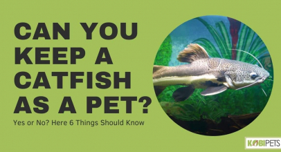 Can You Keep a Catfish as a Pet?