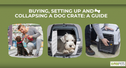 Buying, Setting Up and Collapsing a Dog Crate: A Guide 