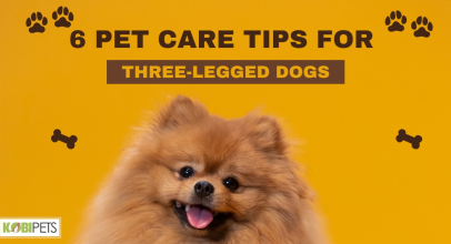6 Pet Care Tips for Three-Legged Dogs